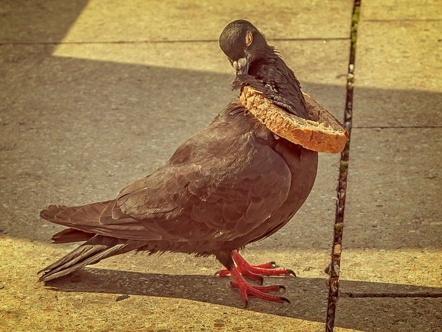 Обои ситуация, птица, клюв, хлеб, перья, голубь, хлебная корка, the situation, bird, beak, bread, feathers, dove, bread crust разрешение 2048x1365 Загрузить