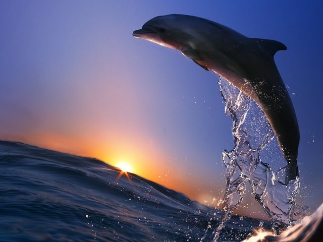 Обои море, брызги, прыжок, океан, животное, дельфин, sea, squirt, jump, the ocean, animal, dolphin разрешение 4992x3521 Загрузить