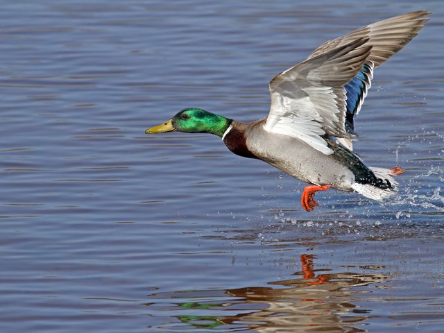 Обои небо, вода, птица, утка, the sky, water, bird, duck разрешение 4970x3313 Загрузить