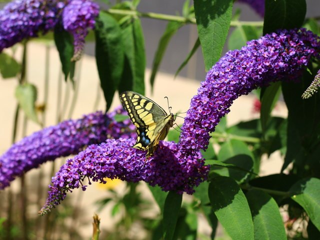 Обои цветы, насекомое, лето, бабочка, flowers, insect, summer, butterfly разрешение 1920x1280 Загрузить