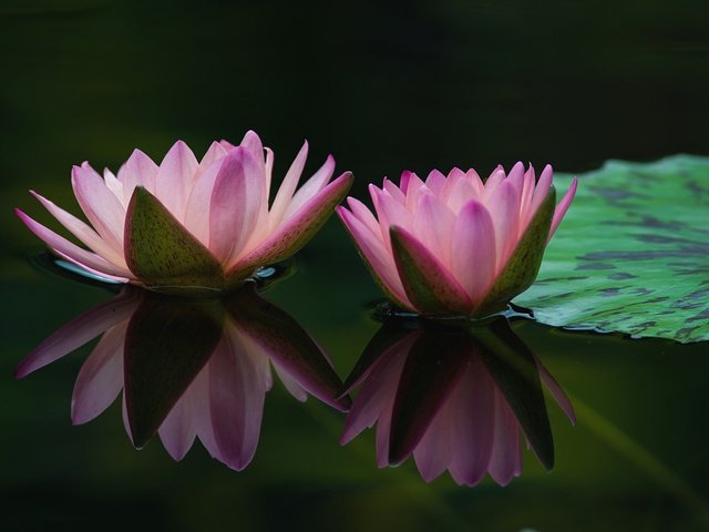 Обои вода, отражение, пара, розовый, лилии, нимфеи, water, reflection, pair, pink, lily, nymphs разрешение 2048x1338 Загрузить