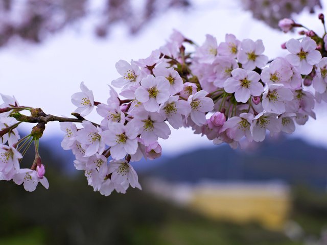 Обои цветение, ветки, весна, вишня, сакура, flowering, branches, spring, cherry, sakura разрешение 1920x1193 Загрузить