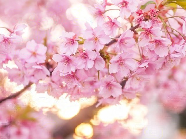 Обои цветение, весна, розовый, вишня, сакура, flowering, spring, pink, cherry, sakura разрешение 2600x1667 Загрузить