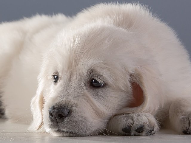 Обои белый, щенок, ретривер, white, puppy, retriever разрешение 2100x1269 Загрузить