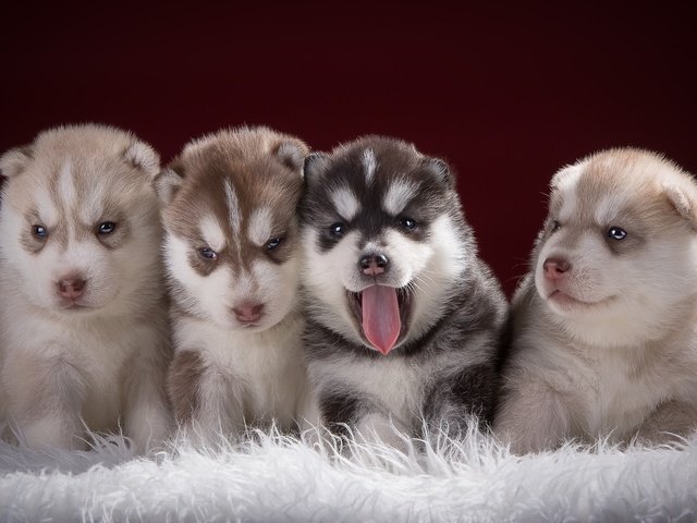 Обои хаски, щенки, малыши, квартет, husky, puppies, kids, quartet разрешение 2400x1526 Загрузить