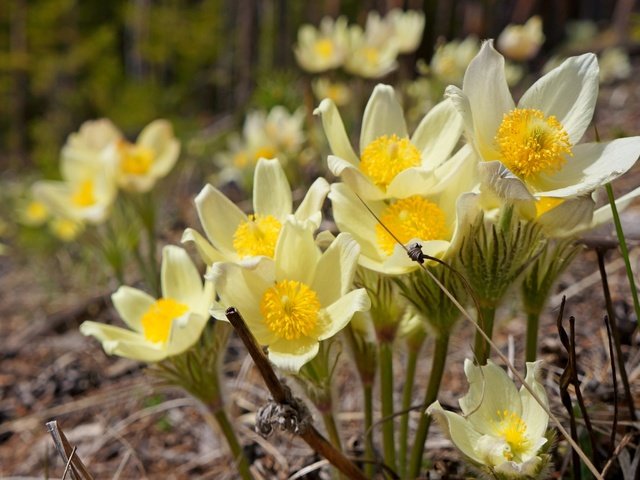 Обои цветы, макро, весна, анемон, flowers, macro, spring, anemone разрешение 2400x1607 Загрузить