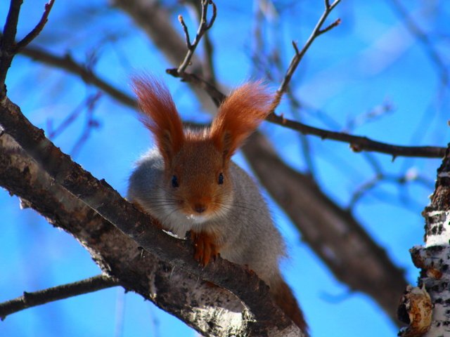 Обои небо, природа, дерево, ушки, белка, the sky, nature, tree, ears, protein разрешение 1920x1280 Загрузить