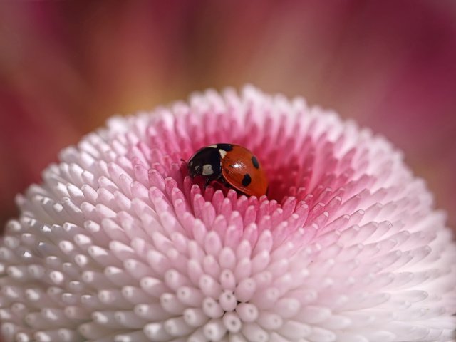 Обои жук, макро, насекомое, цветок, божья коровка, beetle, macro, insect, flower, ladybug разрешение 5456x3064 Загрузить