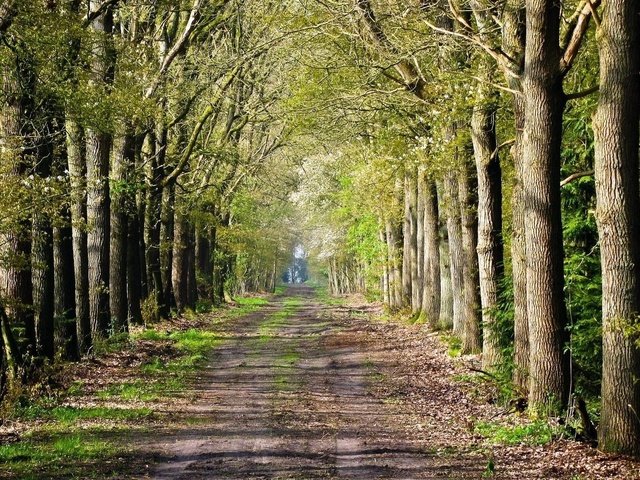 Обои дорога, деревья, лес, road inside trees, road, trees, forest разрешение 1920x1080 Загрузить