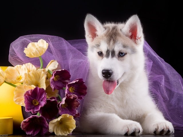 Обои цветы, собака, щенок, ткань, хаски, язык, flowers, dog, puppy, fabric, husky, language разрешение 3300x2192 Загрузить