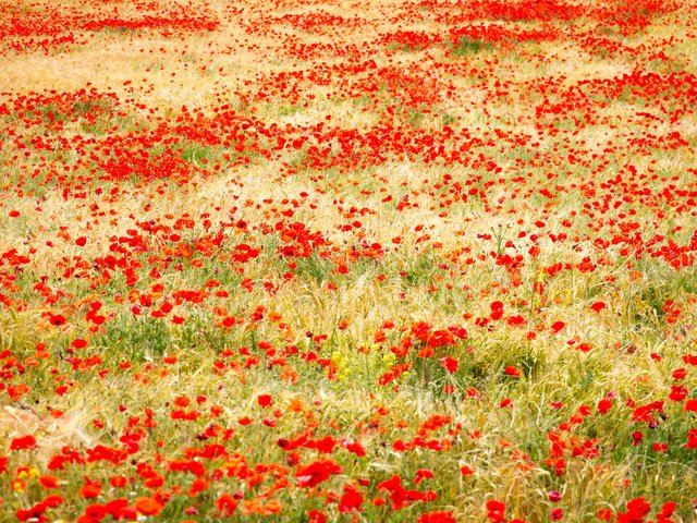 Обои трава, поле, красные, маки, grass, field, red, maki разрешение 2400x1600 Загрузить