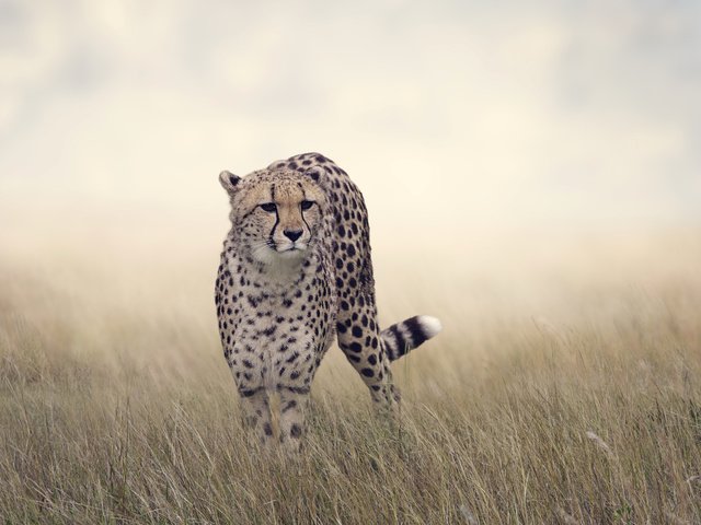 Обои трава, гепард, боке, grass, cheetah, bokeh разрешение 4000x3000 Загрузить