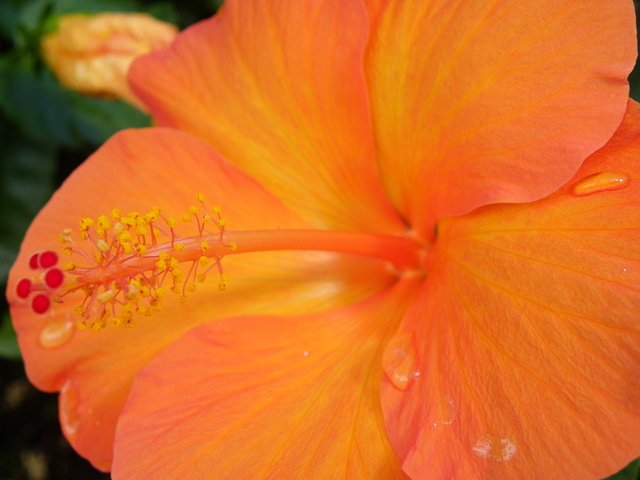 Обои желтый, макро, цветок, капли, гибискус, yellow, macro, flower, drops, hibiscus разрешение 4000x3000 Загрузить