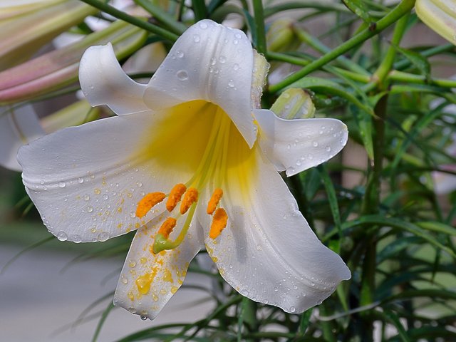 Обои капли, лепестки, лилия, белая, drops, petals, lily, white разрешение 2048x1365 Загрузить