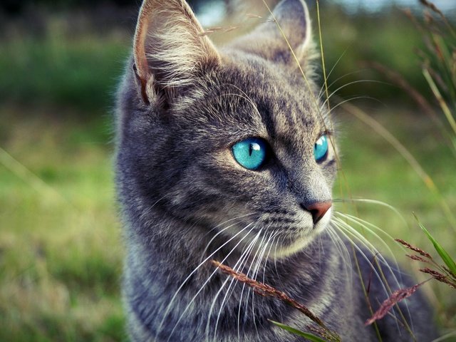 Обои глаза, морда, трава, природа, кот, кошка, взгляд, серый, eyes, face, grass, nature, cat, look, grey разрешение 2880x1917 Загрузить