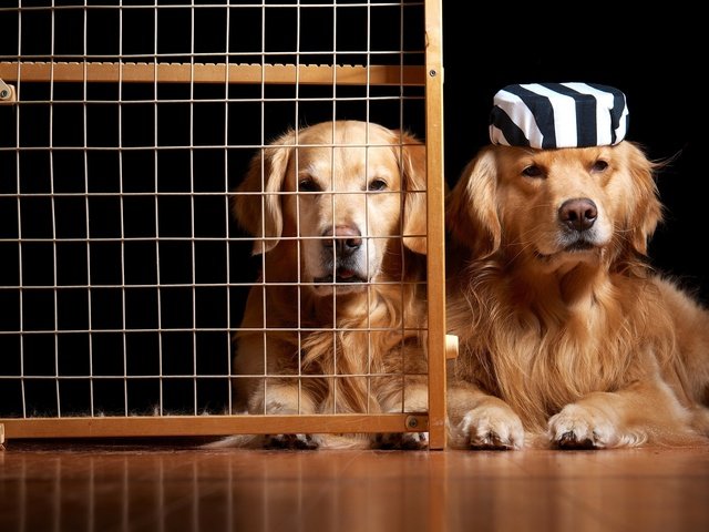 Обои юмор, клетка, собаки, золотистый ретривер, узники, humor, cell, dogs, golden retriever, prisoners разрешение 2048x1364 Загрузить