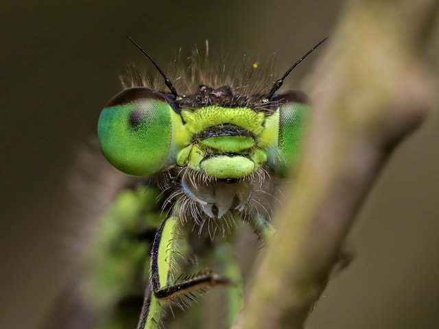 Обои глаза, природа, макро, насекомое, размытость, стрекоза, крупным планом, eyes, nature, macro, insect, blur, dragonfly, closeup разрешение 1920x1212 Загрузить