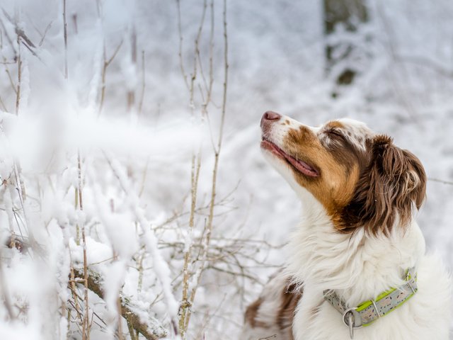 Обои снег, зима, взгляд, собака, ошейник, австралийская овчарка, i smell winter, julia biernat, snow, winter, look, dog, collar, australian shepherd разрешение 4593x3042 Загрузить