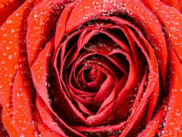 Обои макро, капли, роза, бутон, macro, drops, rose, bud разрешение 2880x1923 Загрузить