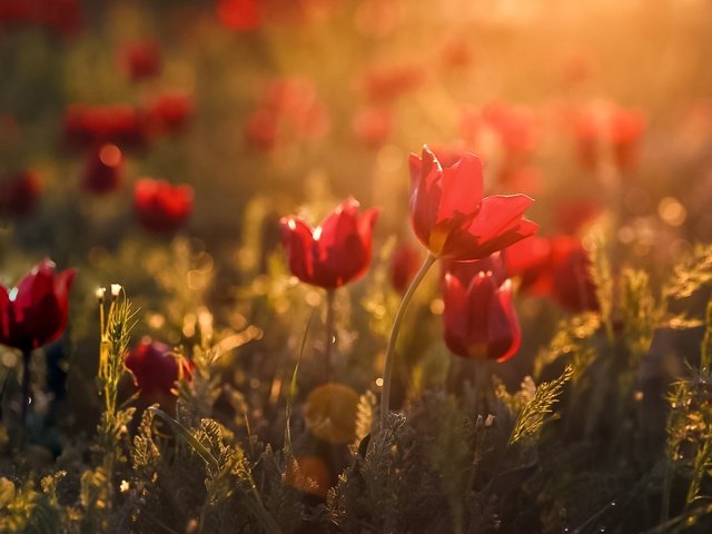 Обои свет, цветы, весна, тюльпаны, боке, дикие тюльпаны, light, flowers, spring, tulips, bokeh, wild tulips разрешение 1920x1200 Загрузить