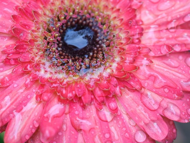 Обои вода, цветок, роса, капли, лепестки, гербера, water, flower, rosa, drops, petals, gerbera разрешение 2048x1360 Загрузить