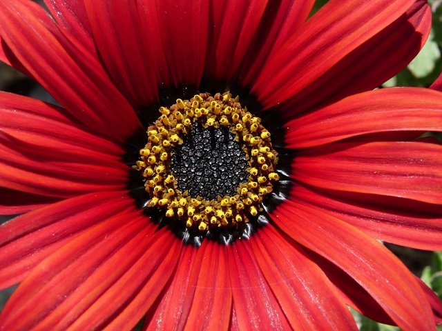 Обои макро, цветок, лепестки, makro, остеоспермум, macro, flower, petals, osteospermum разрешение 3648x2526 Загрузить