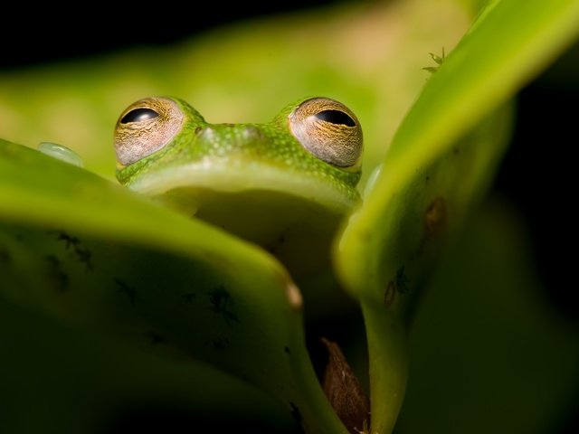 Обои природа, фон, лягушка, nature, background, frog разрешение 2560x1583 Загрузить