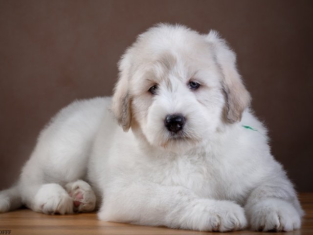 Обои шерсть, белый, собака, щенок, wool, white, dog, puppy разрешение 3000x1954 Загрузить