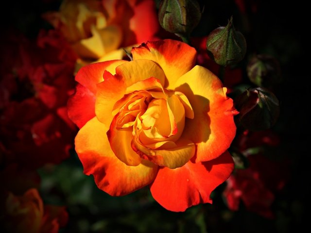 Обои макро, цветок, розы, роза, красочный, avantrend, красочный . макро, macro, flower, roses, rose, colorful, colorful . macro разрешение 2826x2146 Загрузить