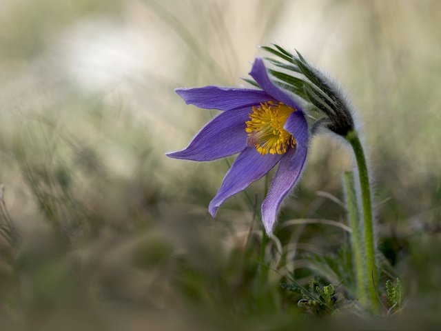 Обои цветы, природа, фон, весна, сон-трава, прострел, flowers, nature, background, spring, sleep-grass, cross разрешение 2048x1365 Загрузить