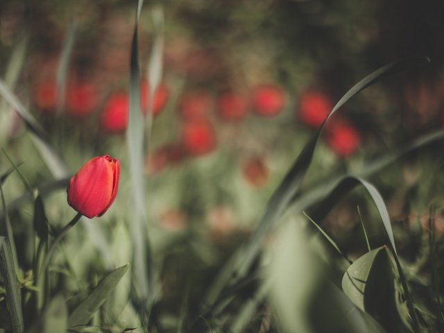 Обои цветы, весна, тюльпаны, flowers, spring, tulips разрешение 2048x1365 Загрузить