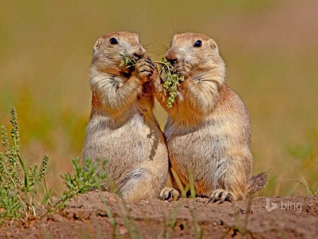 Обои природа, животные, грызуны, луговая собачка, nature, animals, rodents, prairie dog разрешение 1920x1200 Загрузить