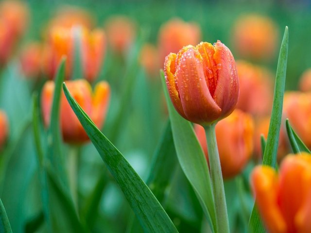 Обои цветы, бутоны, капли, весна, тюльпаны, оранжевые, flowers, buds, drops, spring, tulips, orange разрешение 2048x1369 Загрузить