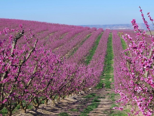 Обои цветение, сад, весна, испания, абрикосы, flowering, garden, spring, spain, apricots разрешение 2048x1229 Загрузить