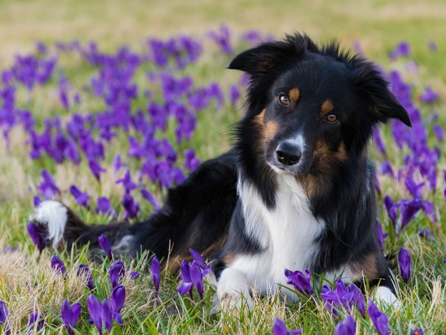 Обои цветы, взгляд, собака, весна, крокусы, бордер-колли, flowers, look, dog, spring, crocuses, the border collie разрешение 6016x4016 Загрузить