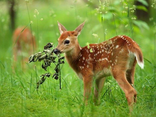 Обои трава, олень, малыш, косуля, олененок, grass, deer, baby, roe, fawn разрешение 2048x1322 Загрузить