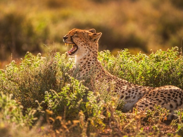 Обои свет, хищник, зубы, пасть, гепард, зевает, light, predator, teeth, mouth, cheetah, yawns разрешение 2500x1406 Загрузить