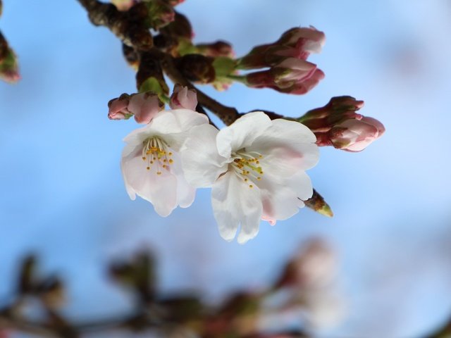 Обои ветка, природа, цветение, макро, весна, сакура, branch, nature, flowering, macro, spring, sakura разрешение 2048x1365 Загрузить