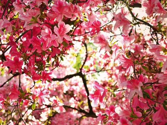 Обои цветение, ветки, весна, азалия, рододендрон, flowering, branches, spring, azalea, rhododendron разрешение 2048x1365 Загрузить