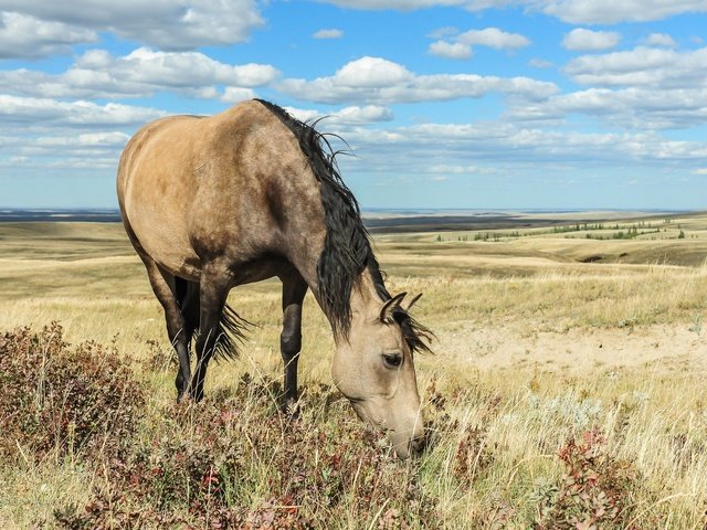 Обои небо, лошадь, облака, природа, поле, конь, грива, the sky, horse, clouds, nature, field, mane разрешение 2048x1363 Загрузить