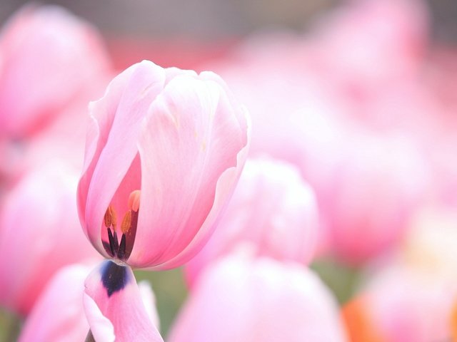 Обои цветы, бутоны, лепестки, тюльпаны, розовые, нежные, flowers, buds, petals, tulips, pink, gentle разрешение 1920x1200 Загрузить