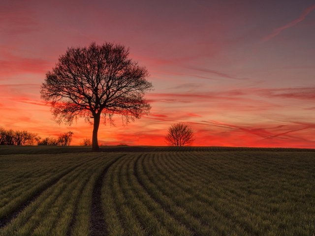 Обои небо, дерево, закат, поле, горизонт, the sky, tree, sunset, field, horizon разрешение 2048x1304 Загрузить