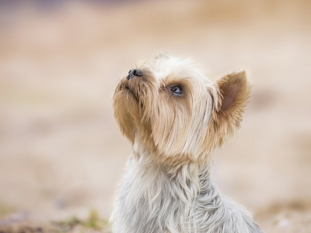 Обои фон, собака, песик, мордашка, йоркширский терьер, background, dog, doggie, face, yorkshire terrier разрешение 3916x3132 Загрузить