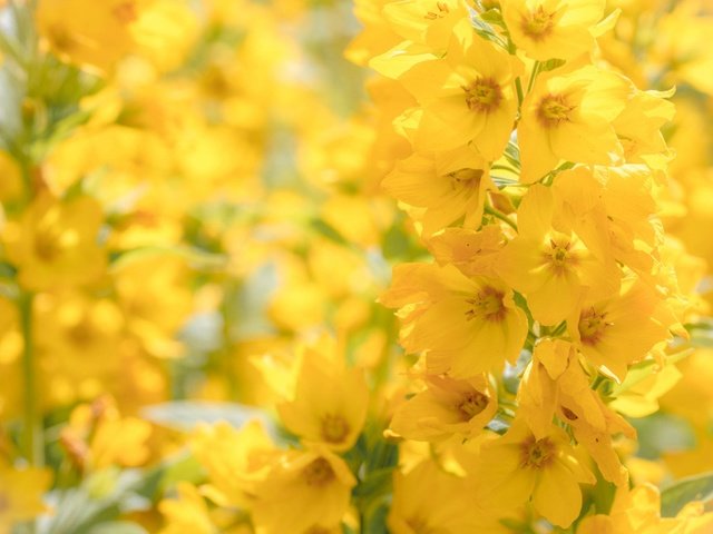 Обои цветы, макро, желтые, боке, соцветие, вербейник, flowers, macro, yellow, bokeh, inflorescence, loosestrife разрешение 2048x1365 Загрузить