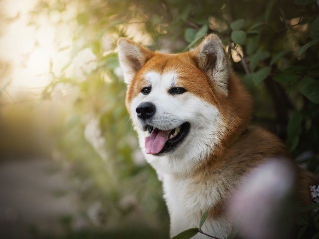 Обои собака, рыжая, язык, ame, сиба-ину, dog, red, language, shiba inu разрешение 2048x1367 Загрузить