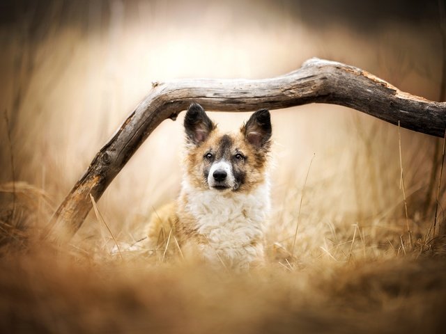 Обои глаза, трава, дерево, мордочка, взгляд, пес, боке, dackelpuppy, danny, eyes, grass, tree, muzzle, look, dog, bokeh разрешение 2048x1276 Загрузить