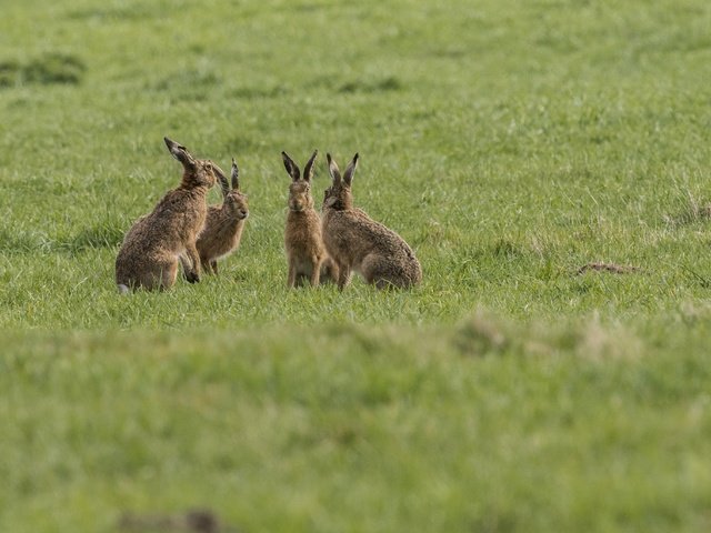 Обои трава, природа, фон, группа, животные, зайцы, grass, nature, background, group, animals, rabbits разрешение 4668x2740 Загрузить