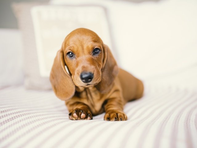 Обои взгляд, собака, дом, такса, look, dog, house, dachshund разрешение 2048x1365 Загрузить