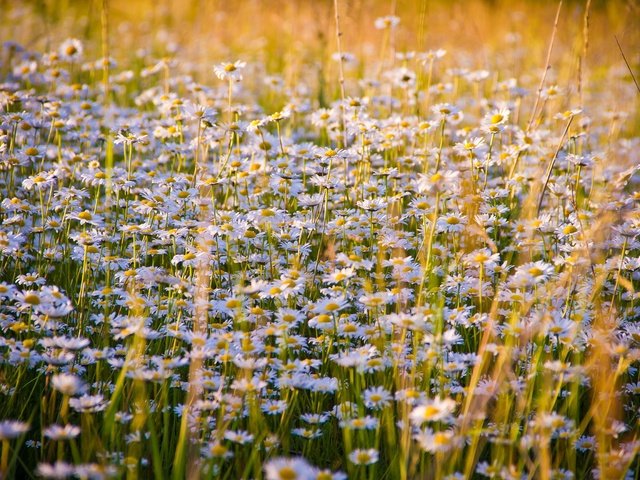 Обои цветы, луг, ромашки, полевые цветы, flowers, meadow, chamomile, wildflowers разрешение 5184x3456 Загрузить