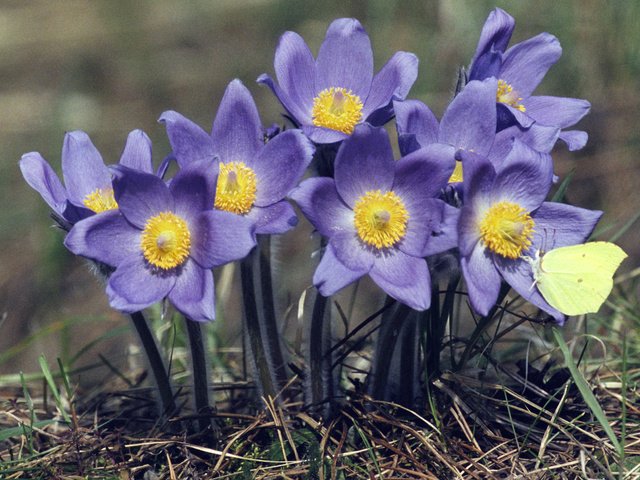 Обои цветы, насекомое, бабочка, весна, сон-трава, прострел, flowers, insect, butterfly, spring, sleep-grass, cross разрешение 4695x3056 Загрузить